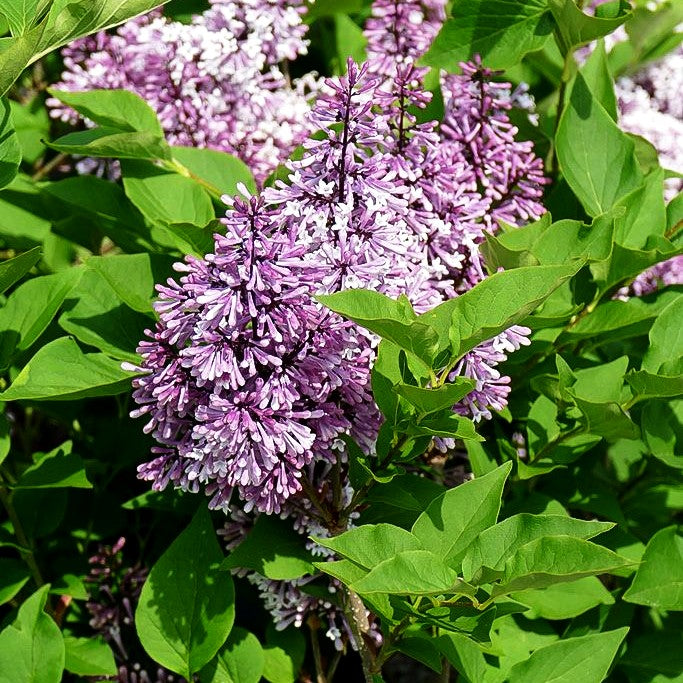 Koreanischer Flieder 'Miss Kim' (Syringa patula)