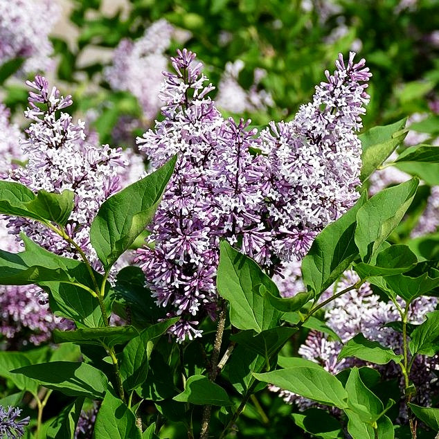 Koreanischer Flieder 'Miss Kim' (Syringa patula)