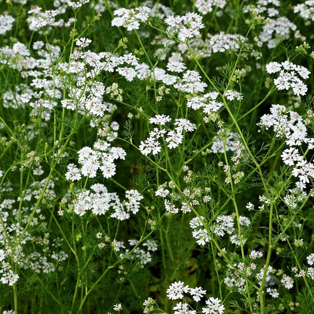 Koriander (Coriandrum sativum)