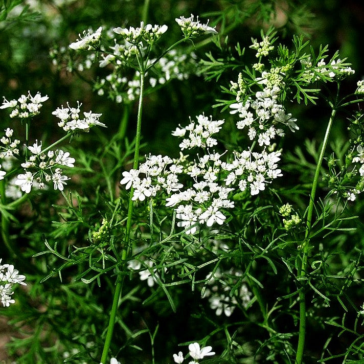 Koriander (Coriandrum sativum)