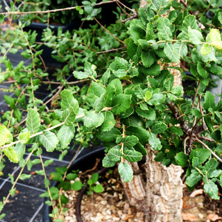 Kork-Eiche (Quercus suber)