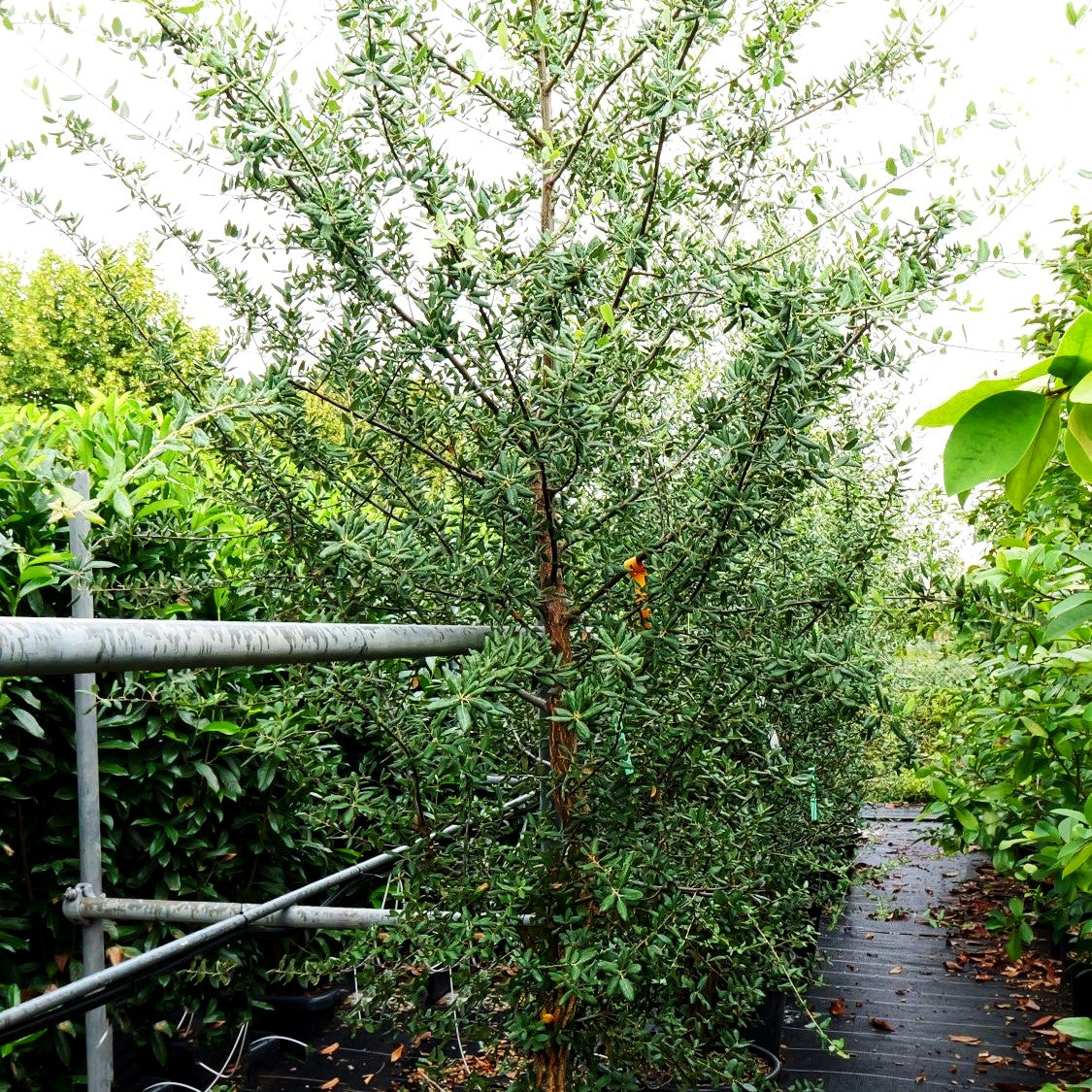 Kork-Eiche (Quercus suber)