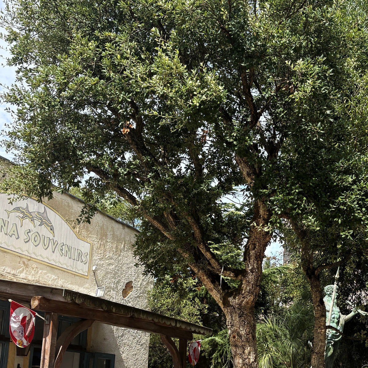 Kork-Eiche (Quercus suber)
