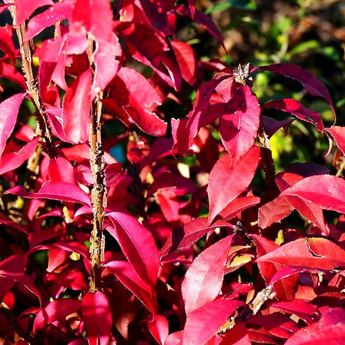 Kork-Flügelstrauch 'Chicago Fire' (Euonymus alatus)