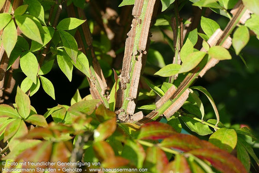 Kork-Flügelstrauch (Euonymus alatus)