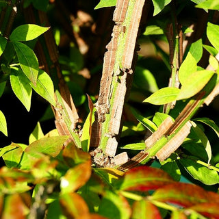 Kork-Flügelstrauch (Euonymus alatus)