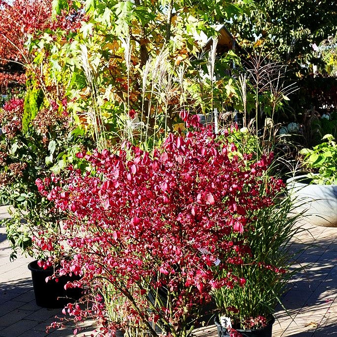 Kork-Flügelstrauch (Euonymus alatus)