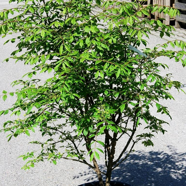 Kork-Flügelstrauch (Euonymus alatus)
