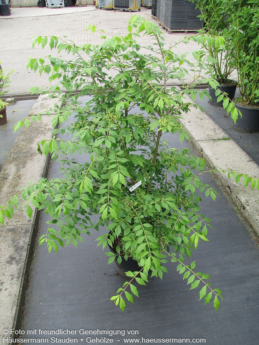 Kork-Flügelstrauch (Euonymus alatus)