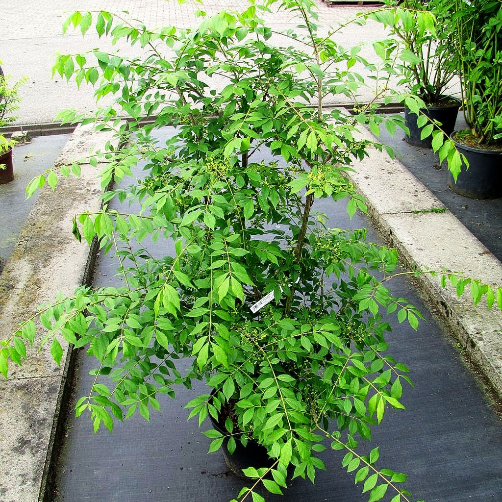 Kork-Flügelstrauch (Euonymus alatus)