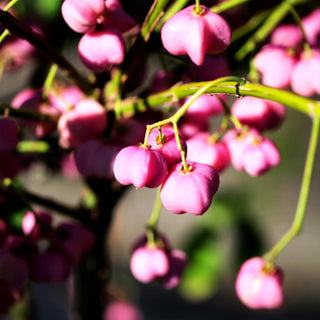 Kork-Spindelstrauch (Euonymus phellomanus)
