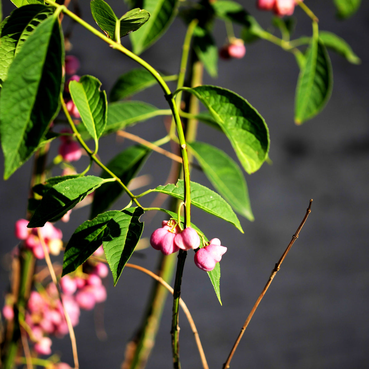 Kork-Spindelstrauch (Euonymus phellomanus)