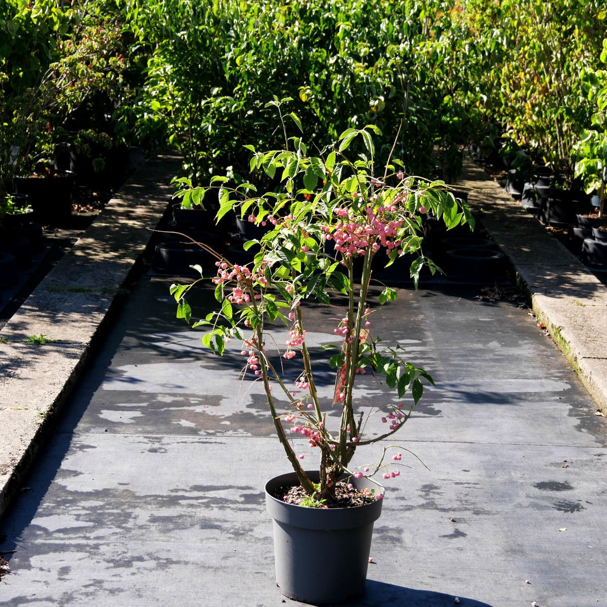 Kork-Spindelstrauch (Euonymus phellomanus)