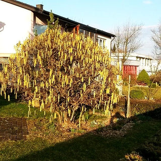 Korkenzieher-Hasel 'Contorta' (Corylus avellana)