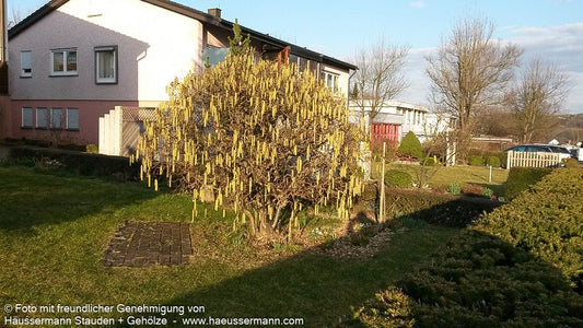 Korkenzieher-Hasel 'Contorta' (Corylus avellana)