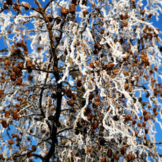 Korkenzieher-Lärche 'Diana' (Larix kaempferi)