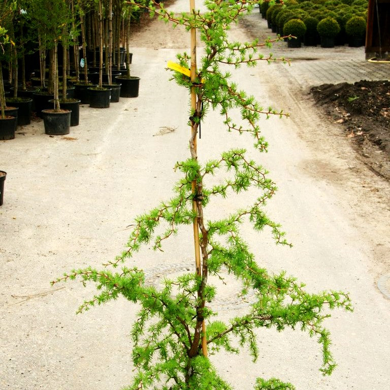Korkenzieher-Lärche 'Diana' (Larix kaempferi)