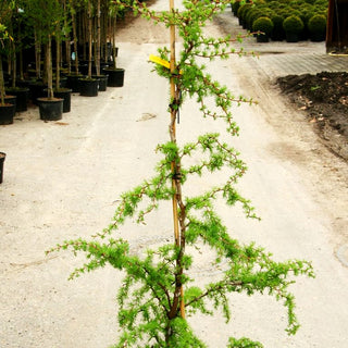 Korkenzieher-Lärche 'Diana' (Larix kaempferi)