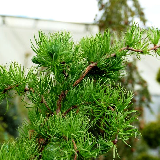 Korkenzieher-Lärche 'Diana' (Larix kaempferi)