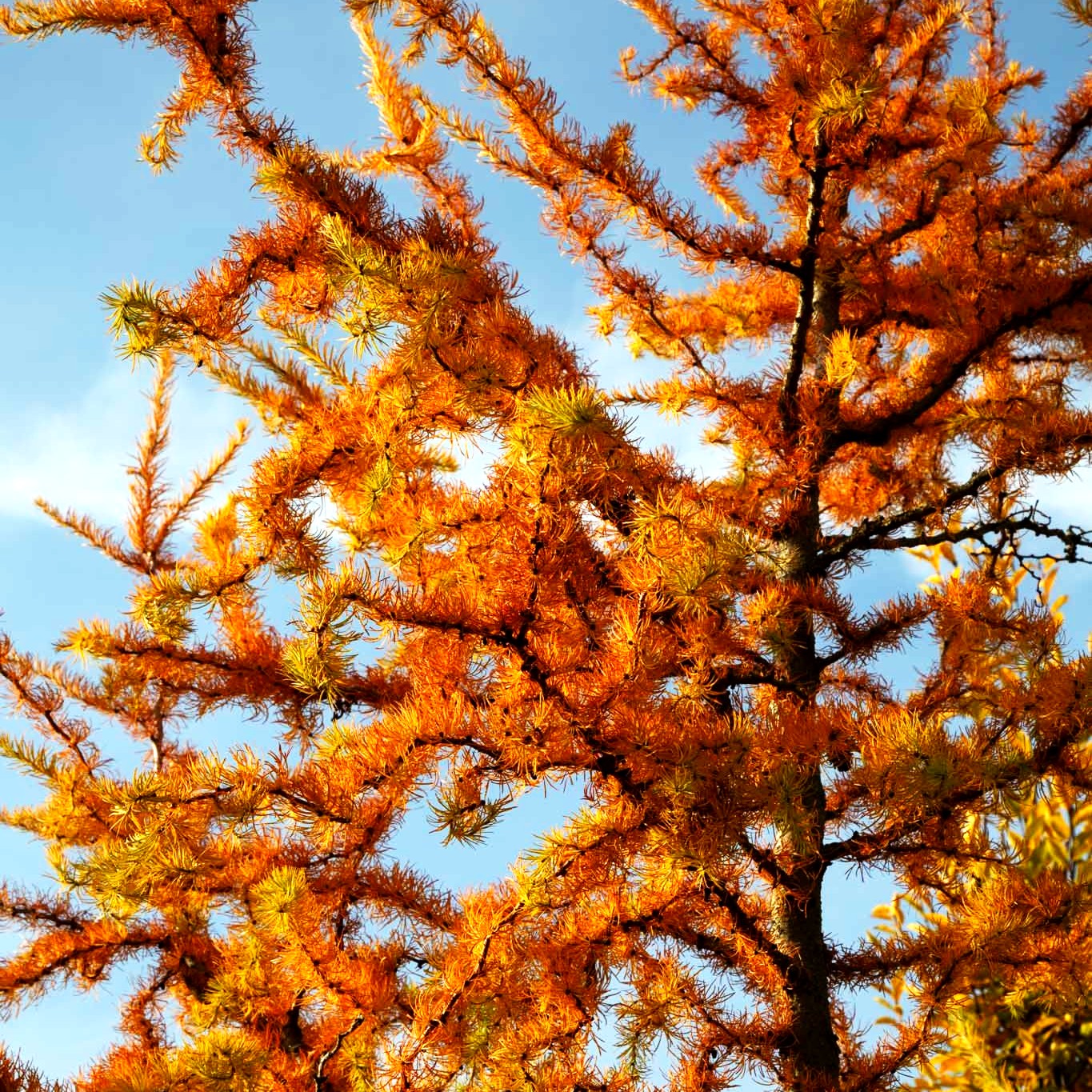 Korkenzieher-Lärche 'Diana' (Larix kaempferi)