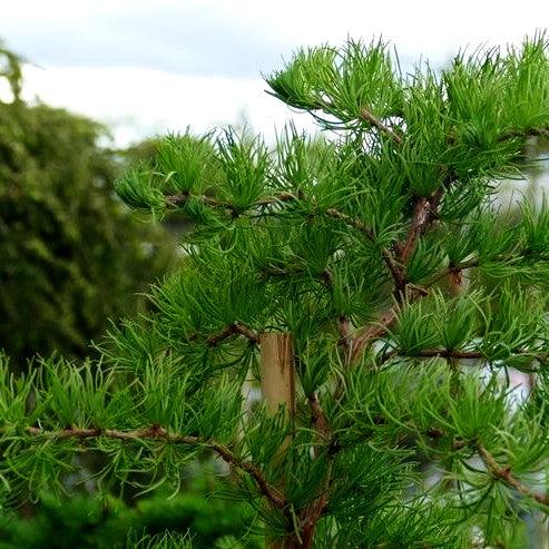Korkenzieher-Lärche 'Diana' (Larix kaempferi)