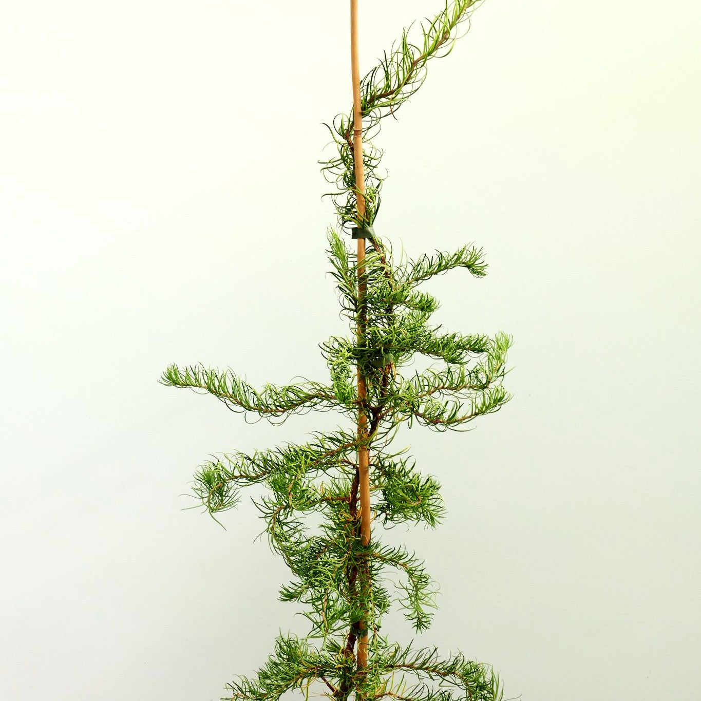 Korkenzieher-Lärche 'Diana' (Larix kaempferi)