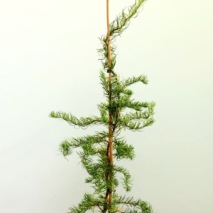 Korkenzieher-Lärche 'Diana' (Larix kaempferi)