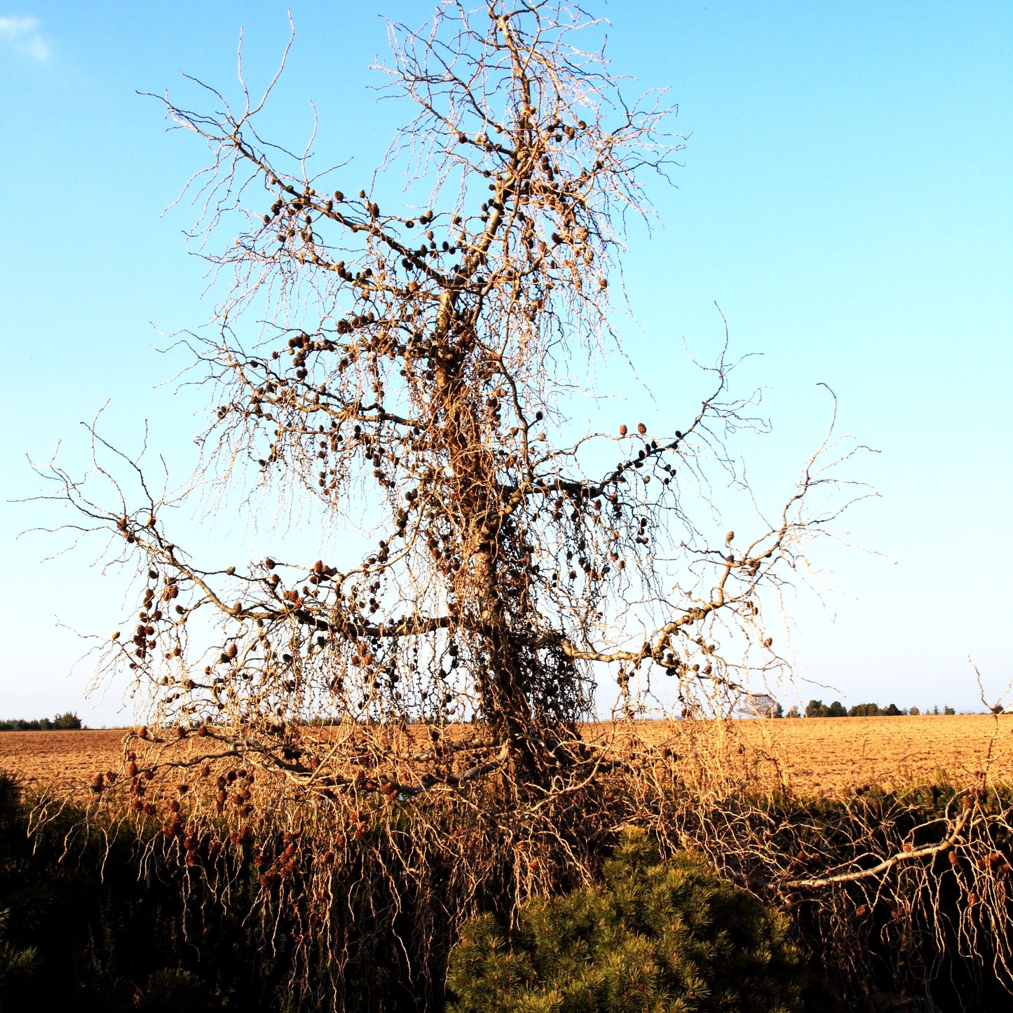 Korkenzieher-Lärche 'Diana' (Larix kaempferi)