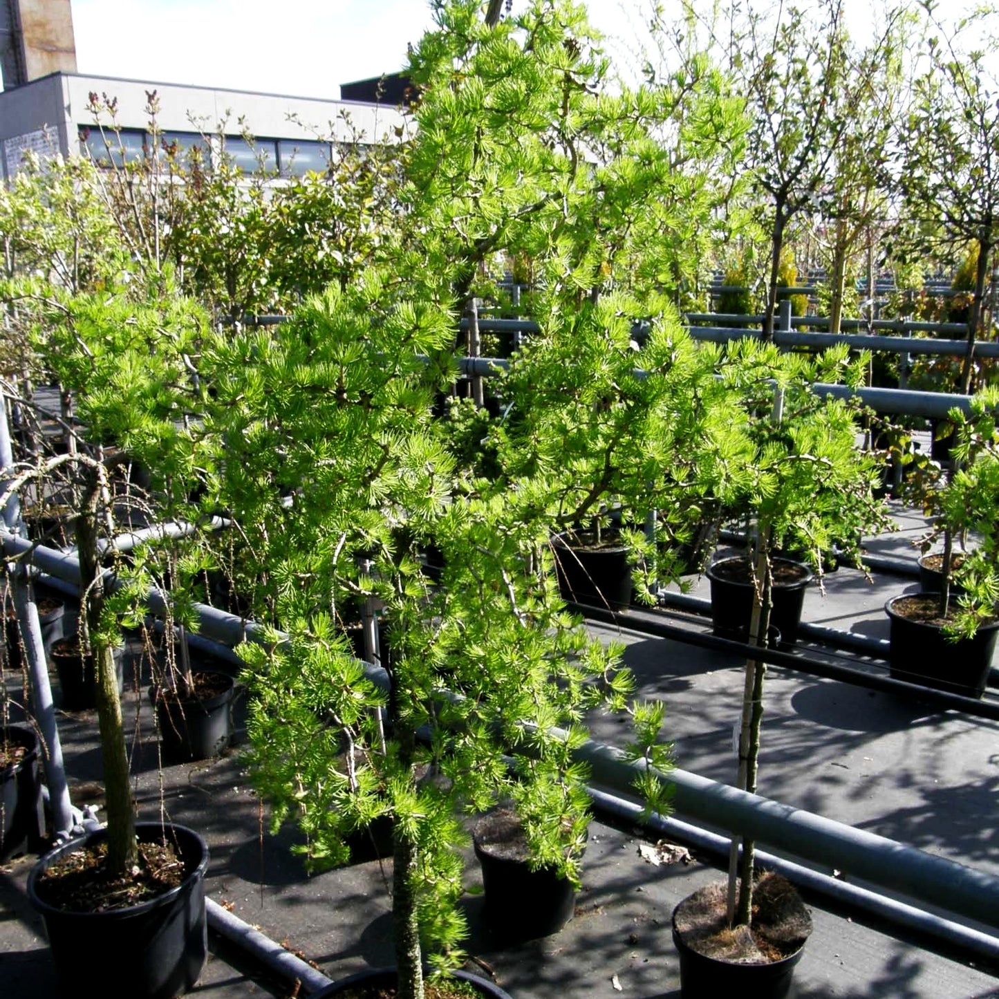Korkenzieher-Lärche 'Horstmann Recurved' (Larix decidua)