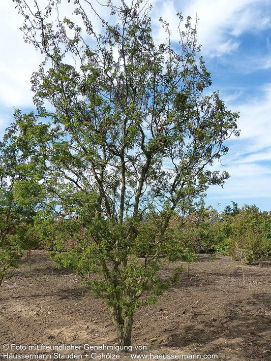 Korkenzieher-Robinie 'Tortuosa' (Robinia pseudoacacia)