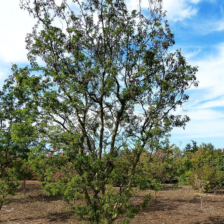 Korkenzieher-Robinie 'Tortuosa' (Robinia pseudoacacia)