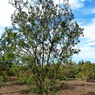 Korkenzieher-Robinie 'Tortuosa' (Robinia pseudoacacia)