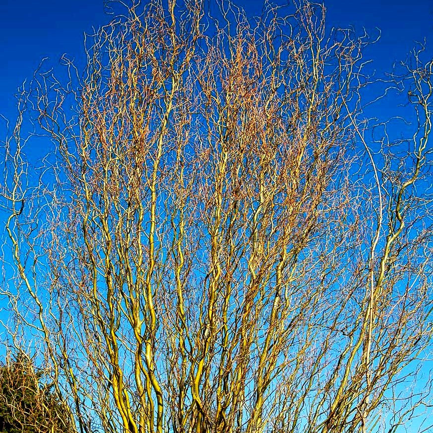 Korkenzieher-Weide 'Tortuosa' (Salix matsudana)