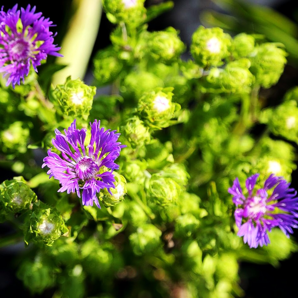 Kornblumenaster 'Mels Blue' (Stokesia laevis)