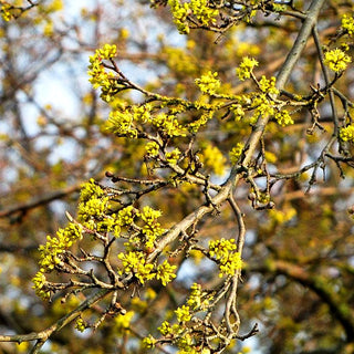 Kornelkirsche (Cornus mas)