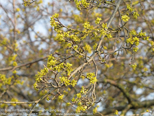 Kornelkirsche (Cornus mas)