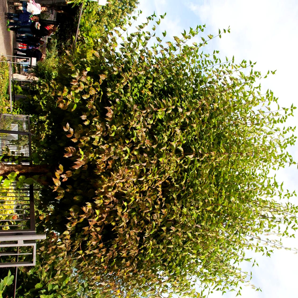 Kornelkirsche (Cornus mas)