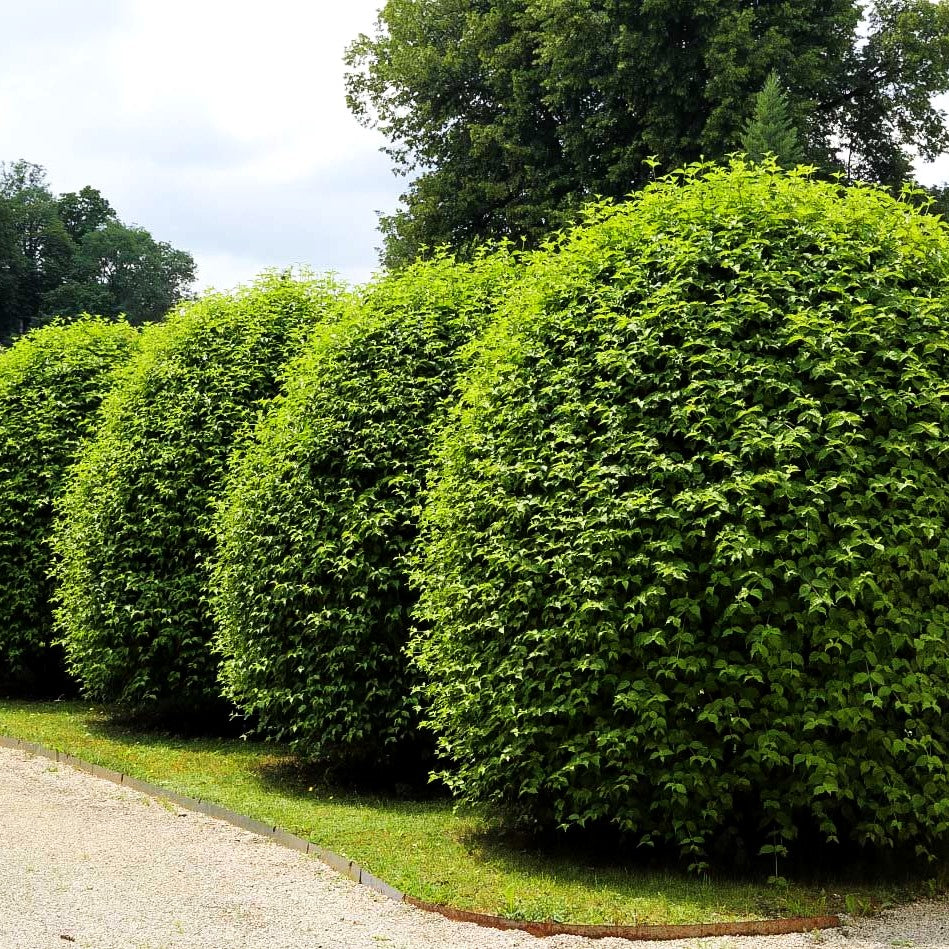 Kornelkirsche (Cornus mas)