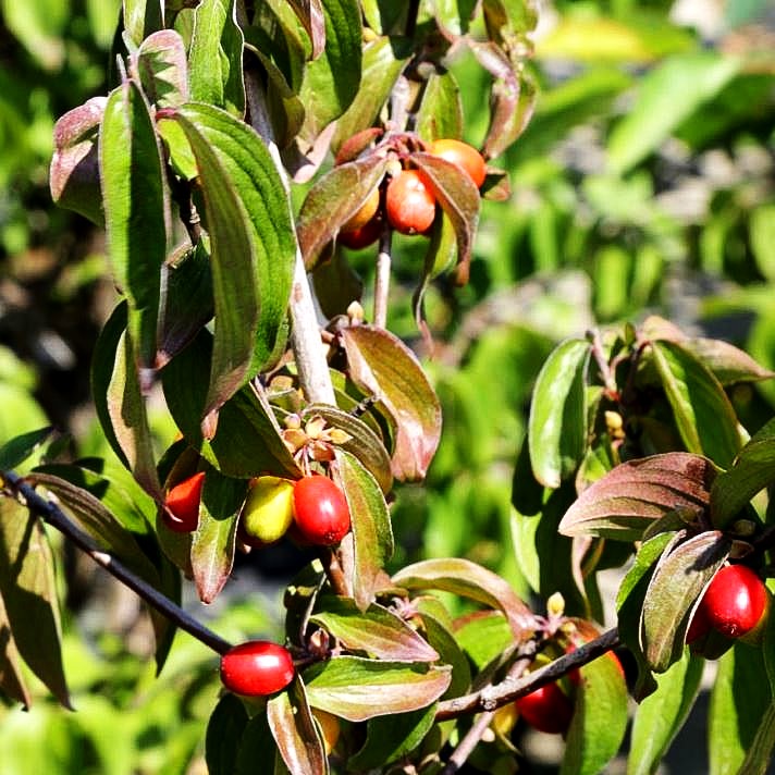 Kornelkirsche (Cornus mas)