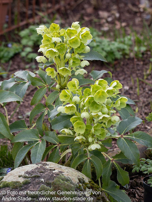 Korsische Nieswurz (Helleborus argutifolius)