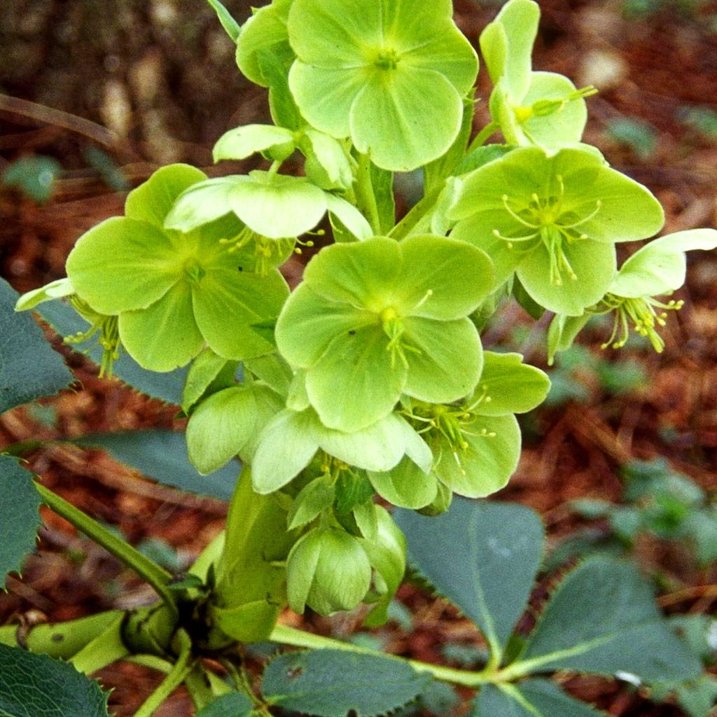 Korsische Nieswurz (Helleborus argutifolius)