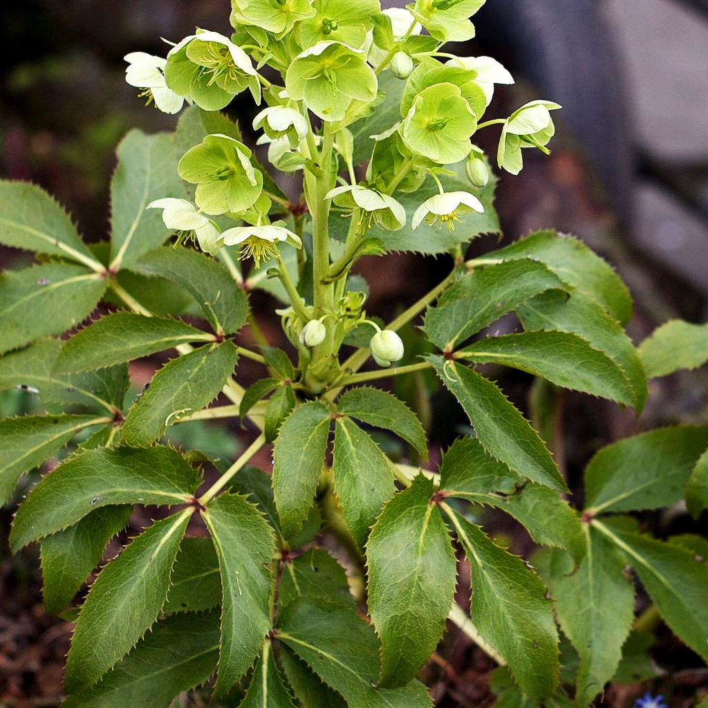 Korsische Nieswurz (Helleborus argutifolius)