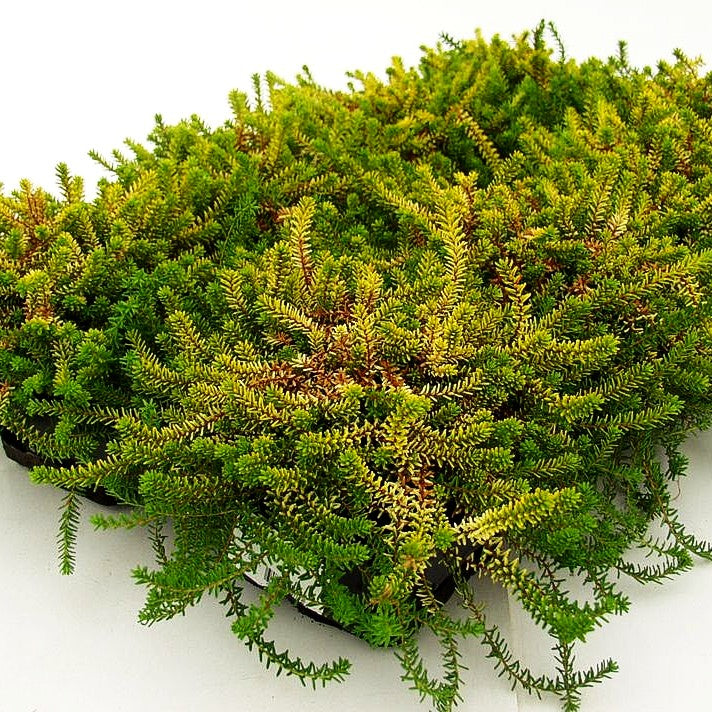 Krähenbeere 'Bernstein' (Empetrum nigrum)
