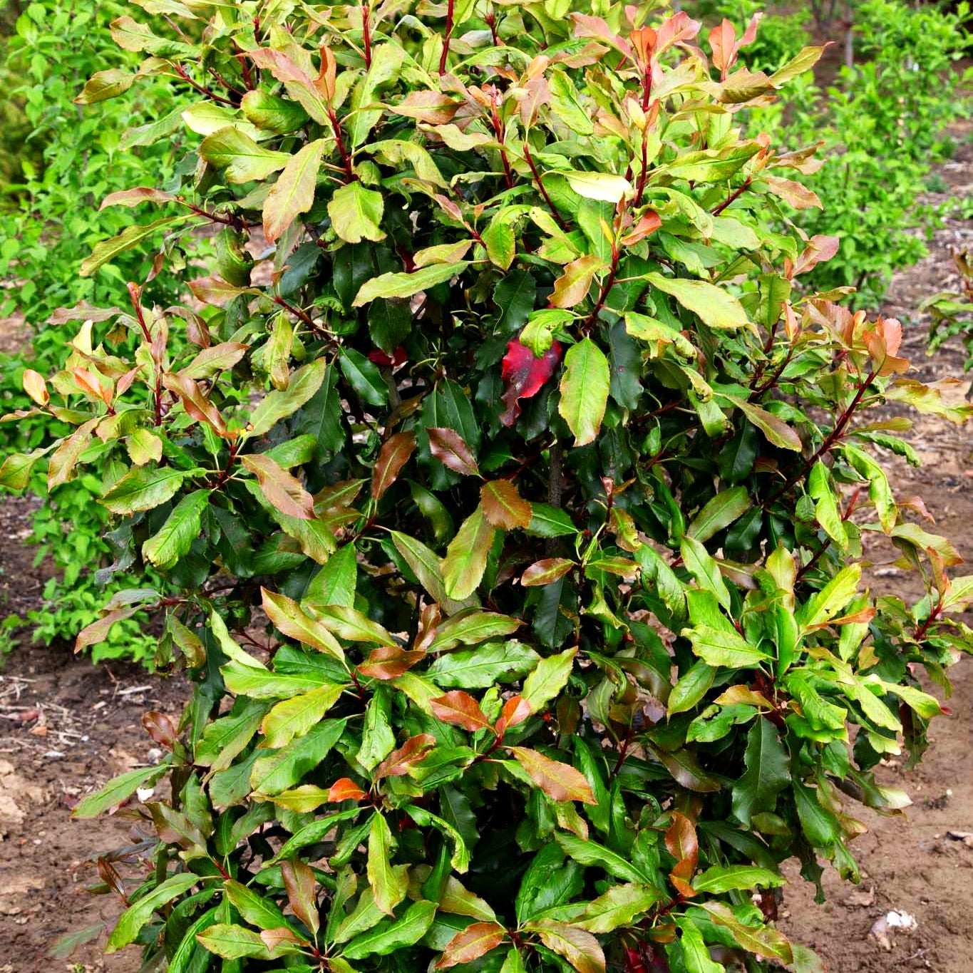 Krause Glanzmispel 'Curly Fantasy' (Photinia serratifolia)