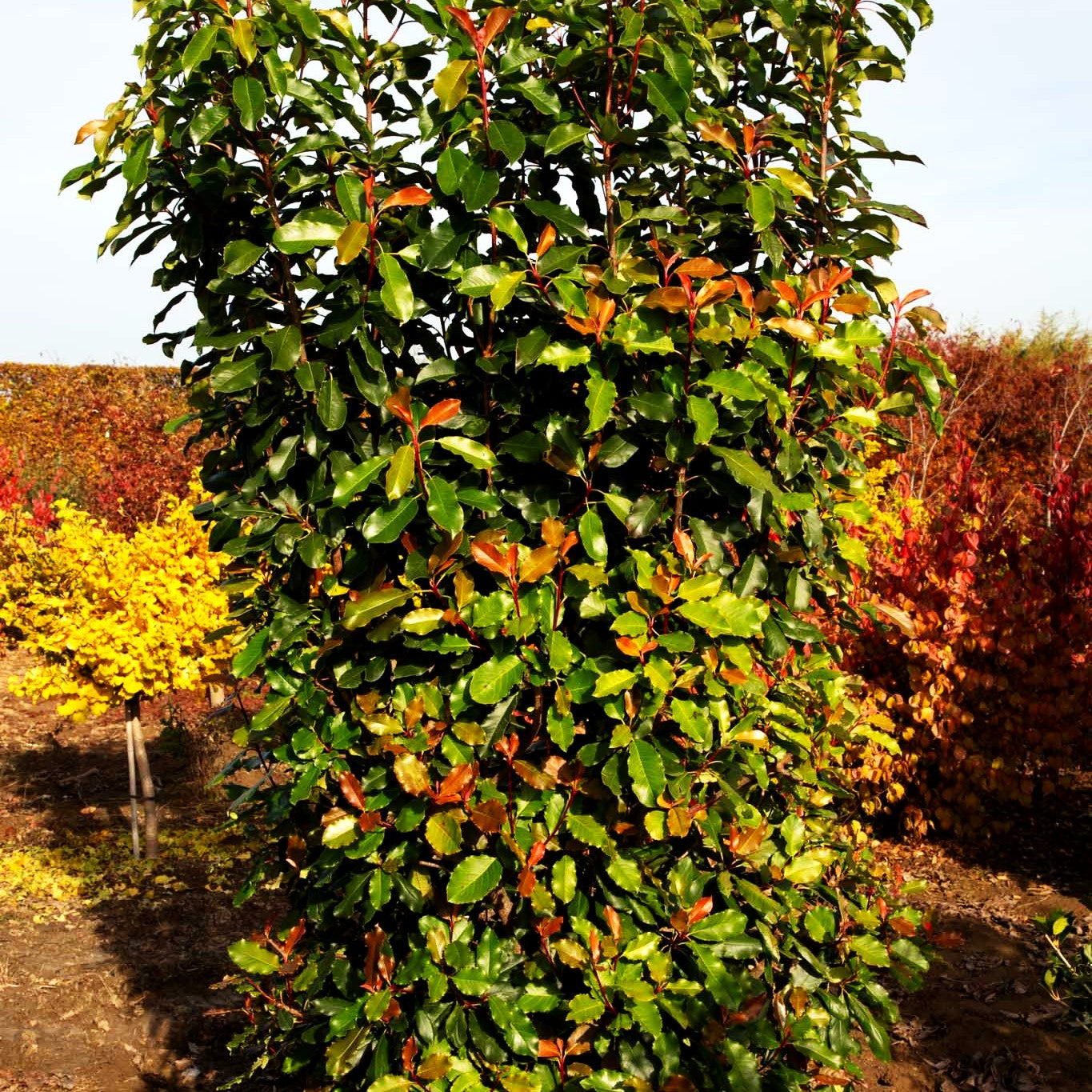 Krause Glanzmispel 'Curly Fantasy' (Photinia serratifolia)