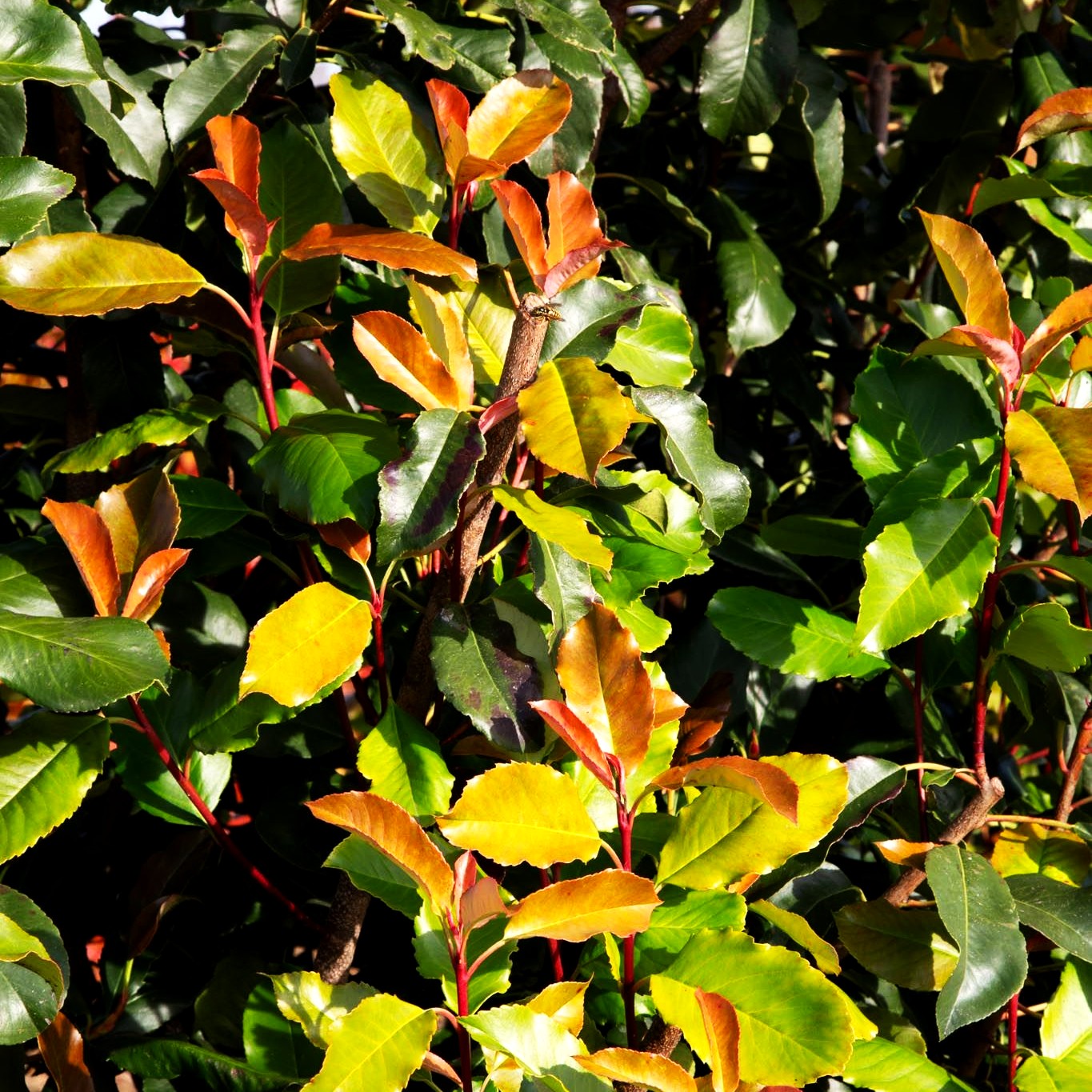 Krause Glanzmispel 'Curly Fantasy' (Photinia serratifolia)