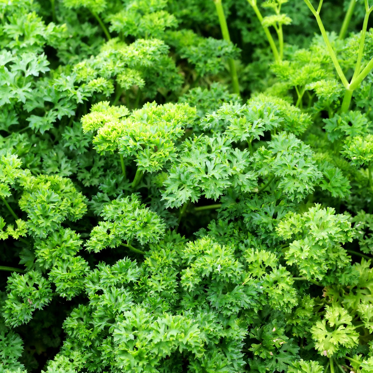 Krause Petersilie 'Mooskrause' (Petroselinum crispum)