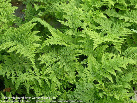 Krauser Breitwedel-Dornfarn 'Crispa Whiteside' (Dryopteris dilatata)