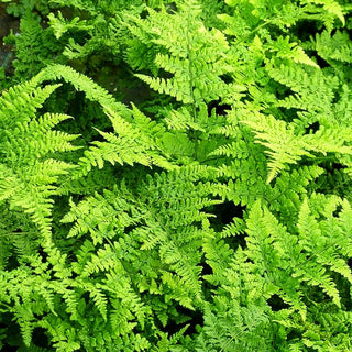 Krauser Breitwedel-Dornfarn 'Crispa Whiteside' (Dryopteris dilatata)