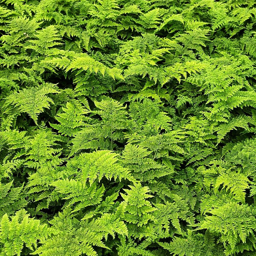 Krauser Breitwedel-Dornfarn 'Crispa Whiteside' (Dryopteris dilatata)